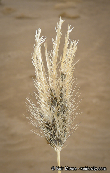 Image of feather fingergrass