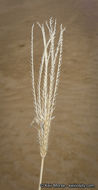 Image of feather fingergrass