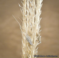 Image of feather fingergrass