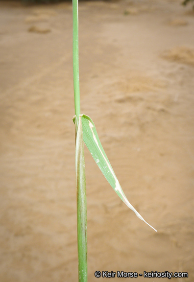 Image of feather fingergrass