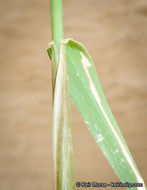 Image of feather fingergrass