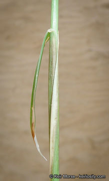 Image of feather fingergrass