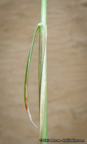 Image of feather fingergrass