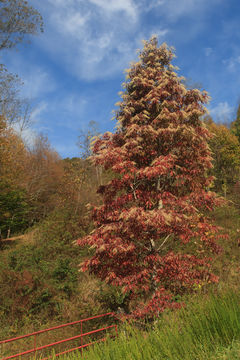 Image of sourwood