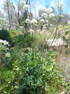 Image of woolly angelica