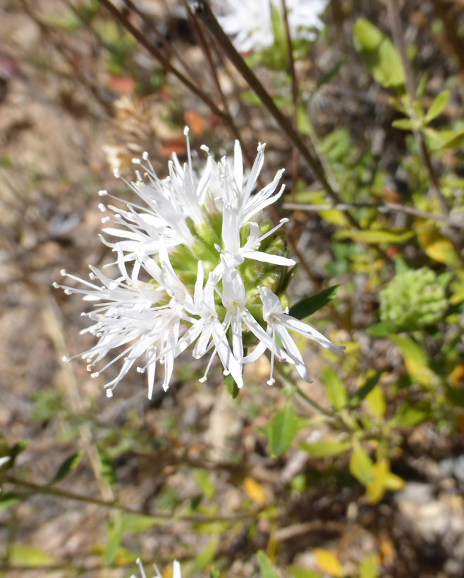 Monardella viridis Jeps.的圖片