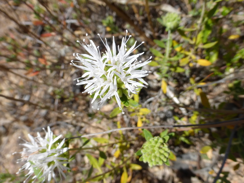 Image of green monardella