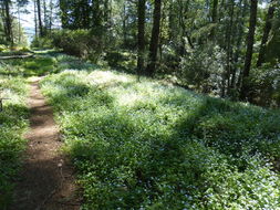 Image de Myosotis latifolia Poir.