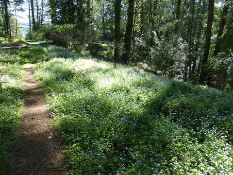 Image of broadleaf forget-me-not