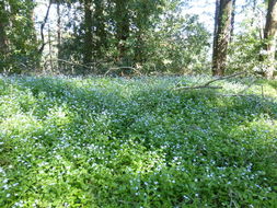 Image de Myosotis latifolia Poir.