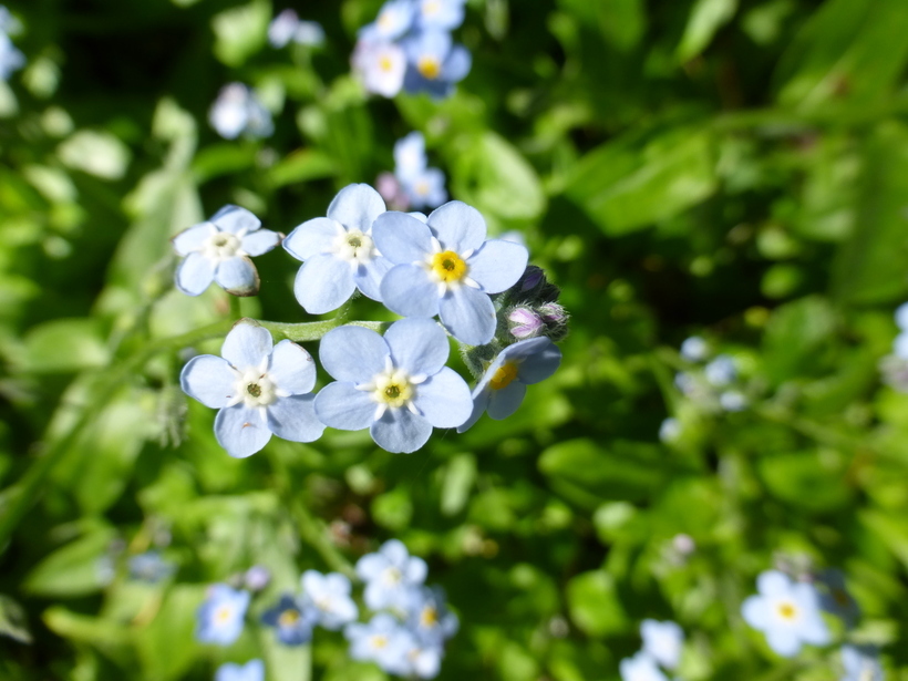 Image de Myosotis latifolia Poir.