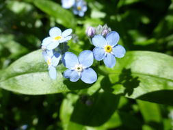 Image de Myosotis latifolia Poir.