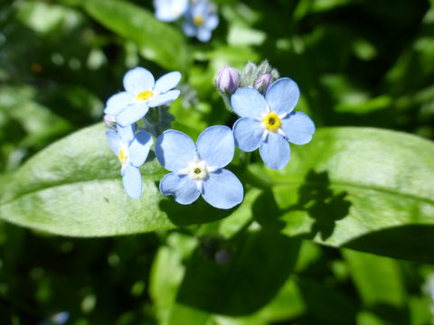 Image of broadleaf forget-me-not