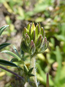 Image of Lindley's Varied Lupine