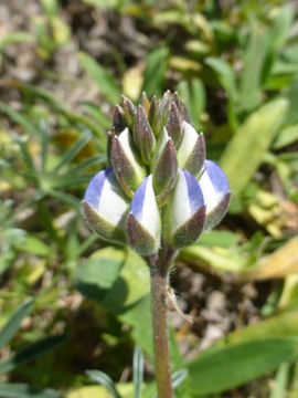 Plancia ëd Lupinus variicolor Steud.