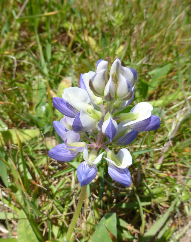 Image of Lindley's Varied Lupine