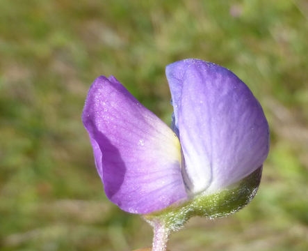 Plancia ëd Lupinus variicolor Steud.