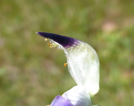 Imagem de Lupinus variicolor Steud.