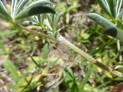 Imagem de Lupinus variicolor Steud.