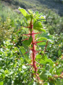 Image of fuchsiaflower gooseberry