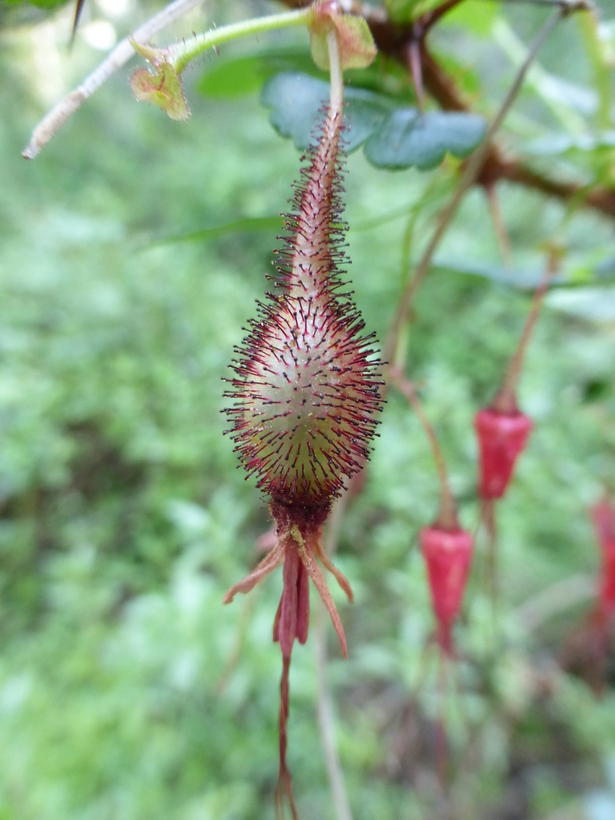 Image de Ribes speciosum Pursh