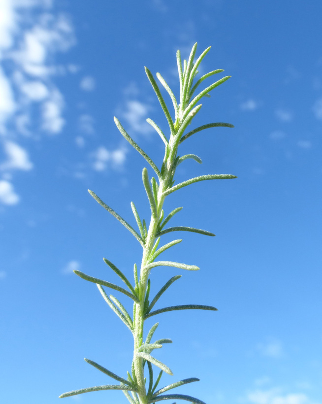 Image of California goldenbush