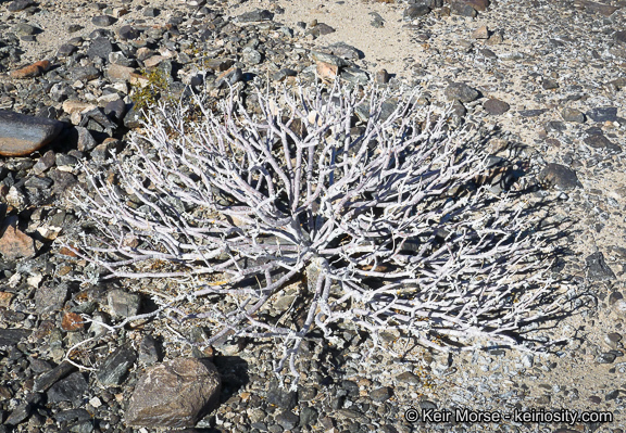 Sivun Encelia farinosa A. Gray ex Torr. kuva