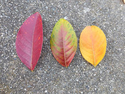 Image of Crape myrtle