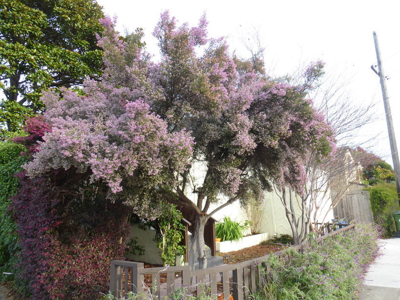 Image of hairy grey heather