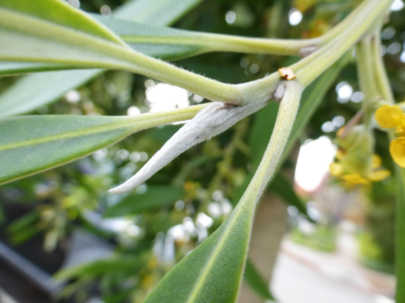 Image of water-gum