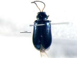 Image of Scelolyperus