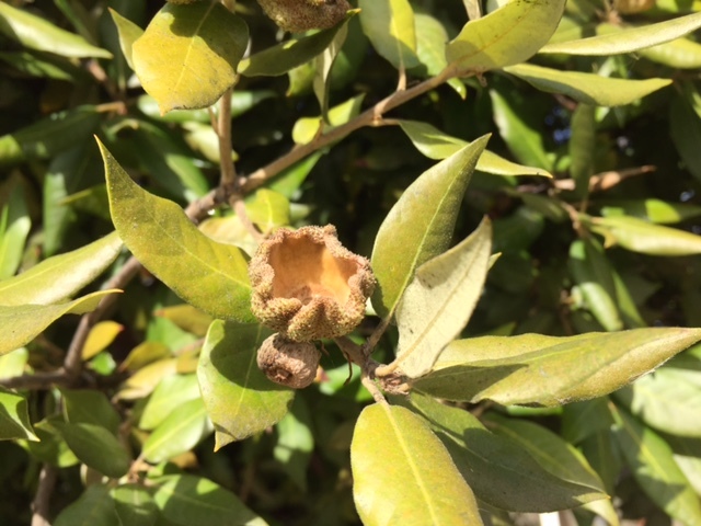 Image of Holm Oak