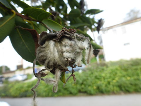 Image of Pom-pom tree