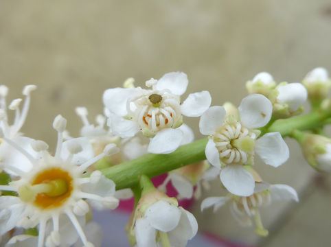 Image of Cherry-laurel