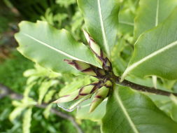 Image de Pittosporum eugenioides A. Cunn.