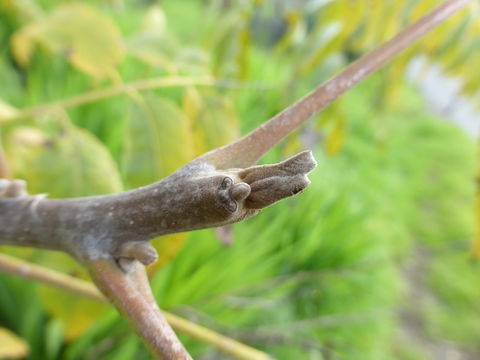 Image de Juglans californica S. Wats.