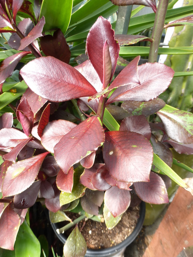 صورة <i>Synadenium grantii</i>