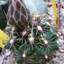Image of Thelocactus bicolor subsp. schwarzii (Backeb.) N. P. Taylor
