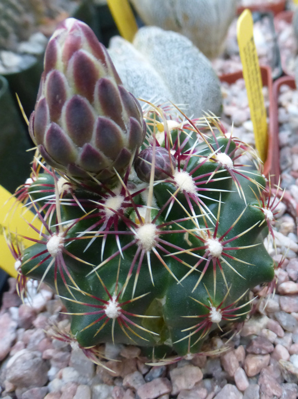 Image of Thelocactus bicolor subsp. schwarzii (Backeb.) N. P. Taylor