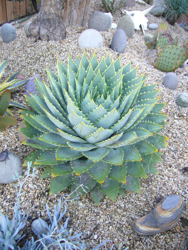 Image of Spiral Aloe