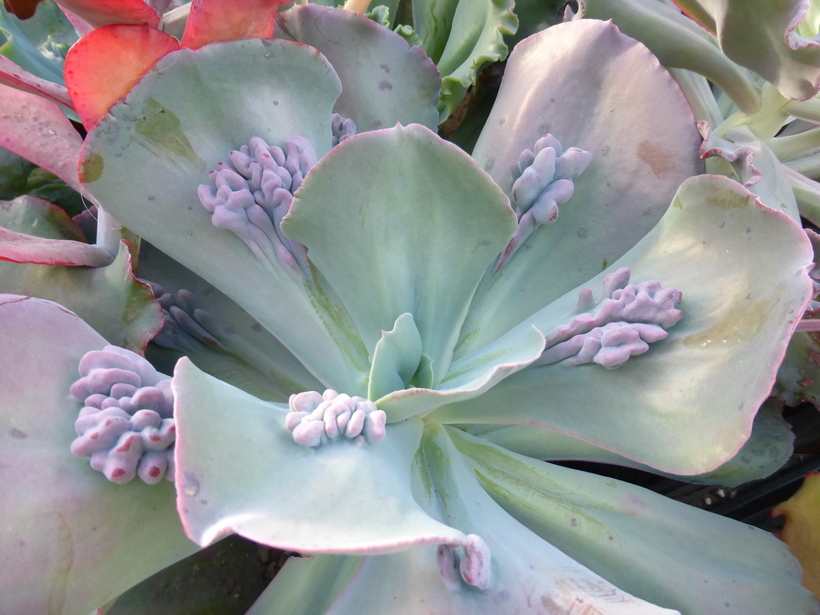 Plancia ëd Echeveria gibbiflora DC.