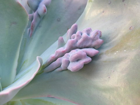 Plancia ëd Echeveria gibbiflora DC.