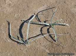 Image de Hesperocallis undulata A. Gray