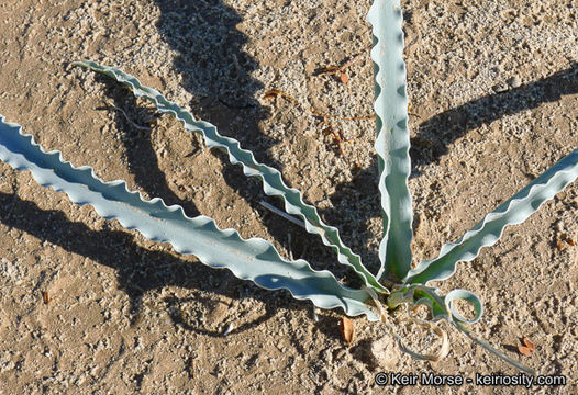 Image de Hesperocallis undulata A. Gray