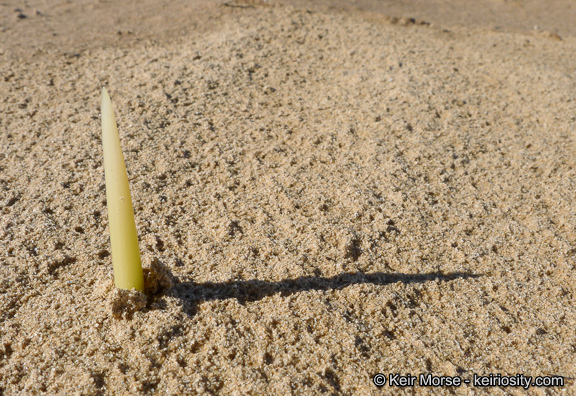 Image de Hesperocallis undulata A. Gray