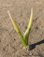 Image de Hesperocallis undulata A. Gray