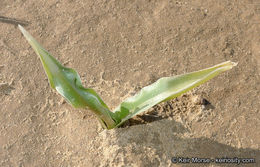 Image de Hesperocallis undulata A. Gray