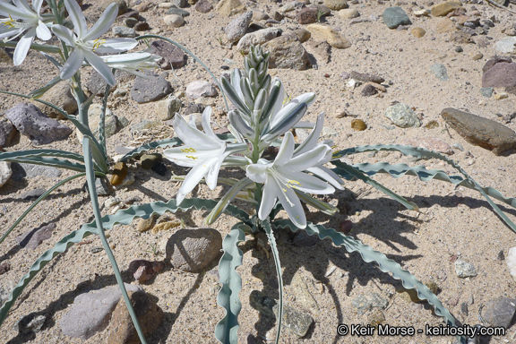 Image de Hesperocallis undulata A. Gray