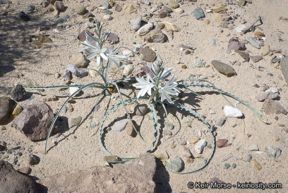 Image de Hesperocallis undulata A. Gray