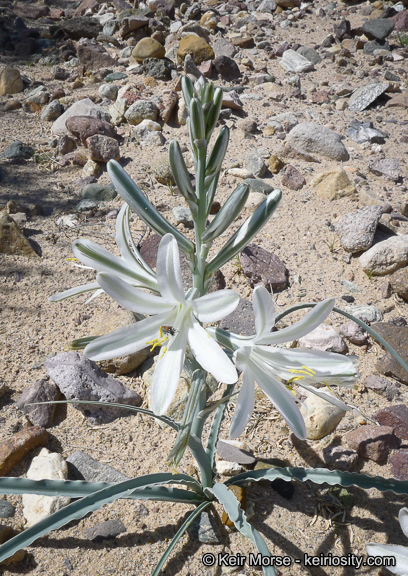 Image de Hesperocallis undulata A. Gray